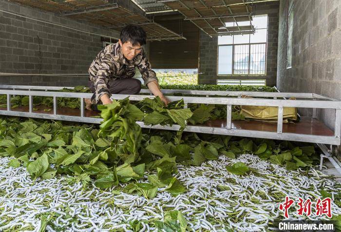 澳门与香港最精准正最精准龙门蚕,精选解析解释落实