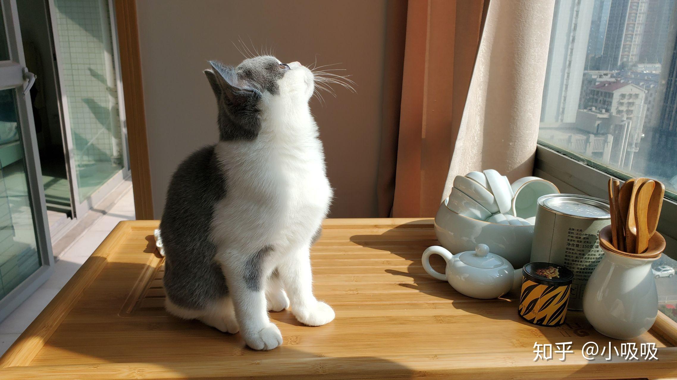 两个月小猫的饮食指南，它们应该吃什么？