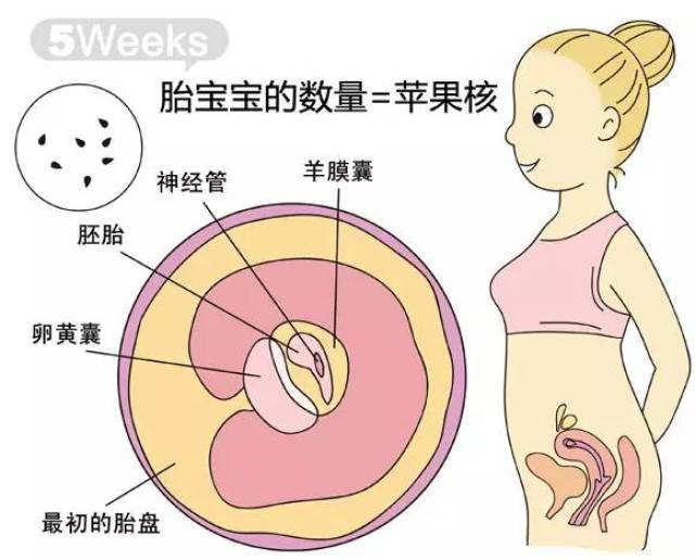 胎儿一般几个月调头，深度解析胎儿发育过程中的体位变化