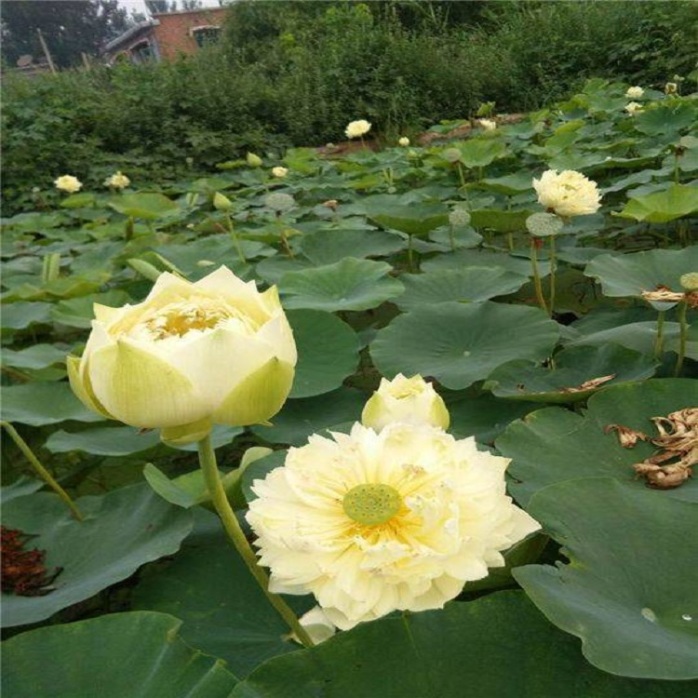 广东省种植荷花的优质地点推荐