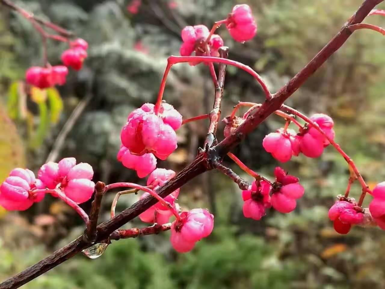 广东省卫矛球，独特的植物魅力与地域特色